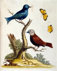 Illustration à l