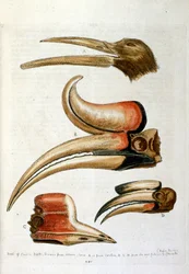 Illustration à l