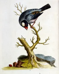 Illustration à l