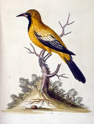 Illustration à l