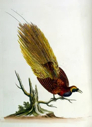 Illustration à l