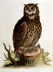Illustration à l