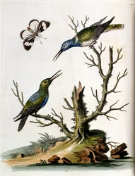 Illustration à l