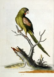 Illustration à l