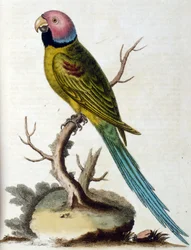 Illustration à l