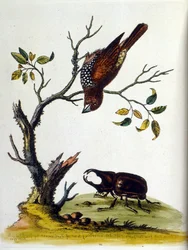 Illustration à l