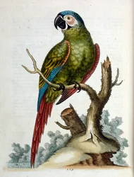 Illustration à l