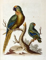 Illustration à l