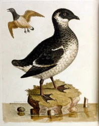 Illustration à l