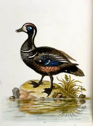 Illustration à l