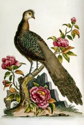 Illustration à l