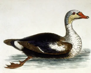 Illustration à l