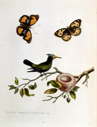 Illustration à l