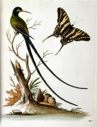 Illustration à l