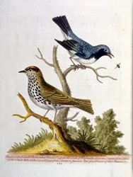 Illustration à l