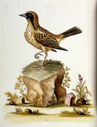 Illustration à l