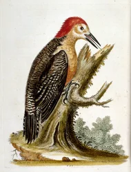Illustration à l