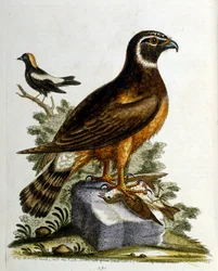 Illustration à l