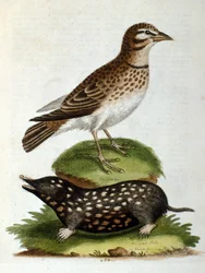 Illustration à l