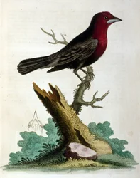 Illustration à l