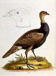 Illustration à l
