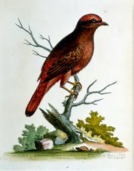 Illustration à l