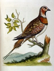 Illustration à l