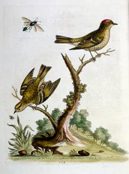 Illustration à l