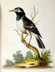 Illustration à l
