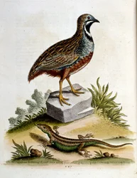 Illustration à l