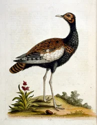 Illustration à l