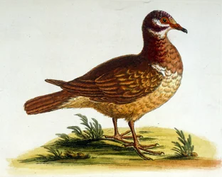 Illustration à l