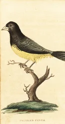 Sporophile à ventre jaune, Sporophila nigricollis (gravure)