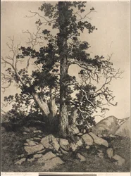 Vieux pin et cèdre
