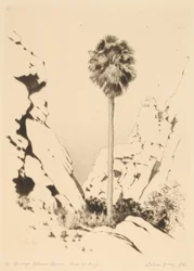 Canyon des Palmiers (no.1)