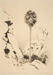 Palm Canyon (no 1)
