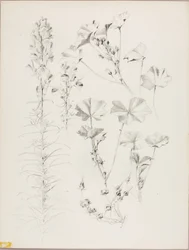 Sans titre (étude botanique)