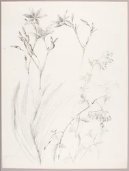 Sans titre (étude botanique)