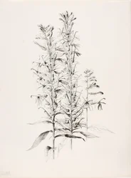 Sans titre (Fleur de cardinal, Lobelia Cardinalis)