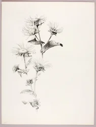 Sans titre (marguerites)