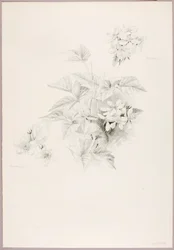 Sans titre (fraises et mûres)