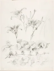 Sans titre (lys et lierre terrestre) (Glecoma Hederacea)