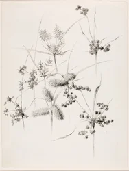 Sans titre (herbes de carex)