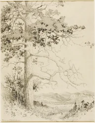 Sans titre (dessin de transfert pour Old Pine, Estes Park)