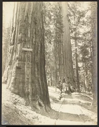 Conduite à travers le Wawona, Mariposa Grove. Diamètre 24 ft.