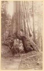 Wawona. montrant le stade de l
