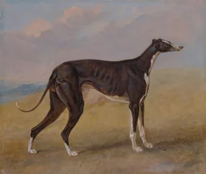Turk, un lévrier, propriété de George Lane Fox