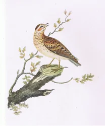 Alouette lulu, Nature en Grande-Bretagne publiée par Collins