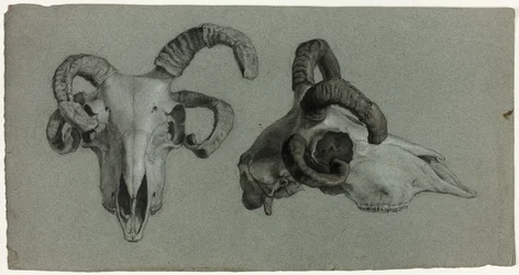 Crânes de béliers