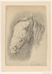 Tête de cheval
